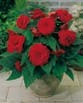 Begonia FIMBRIATA RED